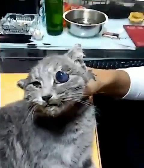 Плакат для 胜哥经典吃猫眼