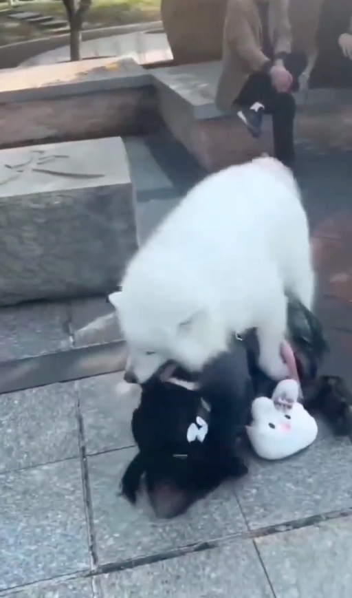 Плакат для 女孩被宠物狗按着日